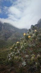 Leucospermum conocarpodendron conocarpodendron
