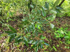 Cinnamomum insularimontanum