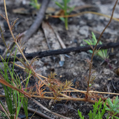 Cotula pruinosa