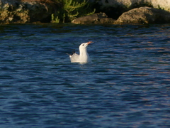 Ichthyaetus audouinii