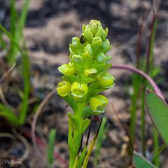 Pterygodium bicolorum