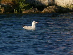 Ichthyaetus audouinii