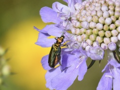Oedemera