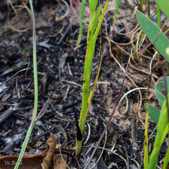 Pterygodium bicolorum
