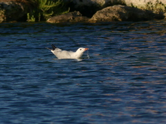 Ichthyaetus audouinii