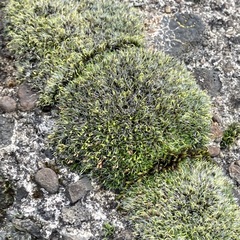 Grimmia pulvinata