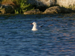 Ichthyaetus audouinii