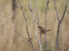 Cistothorus platensis