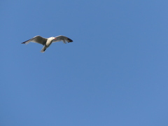 Ichthyaetus audouinii