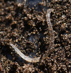 Enchytraeidae