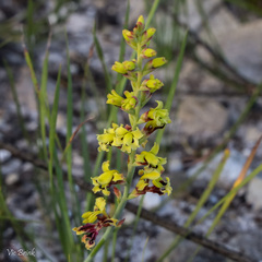Tritoniopsis parviflora