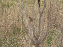 Cistothorus platensis