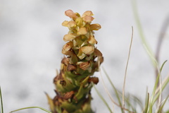 Disa pygmaea