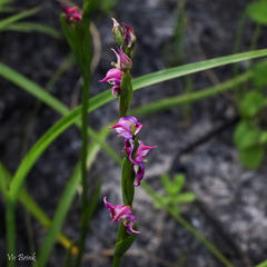 Disperis paludosa