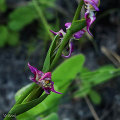 Disperis paludosa