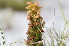 Disa pygmaea
