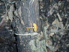 Pleuroflammula tuberculosa