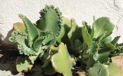 Kalanchoe laetivirens