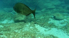 Spondyliosoma cantharus