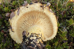 Lactarius repraesentaneus