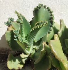 Kalanchoe laetivirens