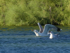 Ichthyaetus audouinii