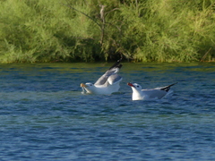 Ichthyaetus audouinii