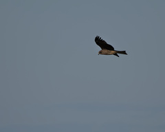 Milvus migrans lineatus