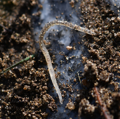 Enchytraeidae