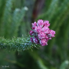 Lachnospermum umbellatum