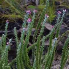 Lachnospermum umbellatum