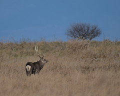Cervus nippon yesoensis
