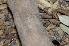 Phalangioidea