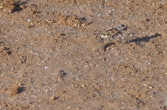 Cephalota circumdata