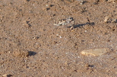 Cephalota circumdata