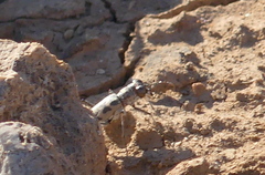 Cephalota circumdata