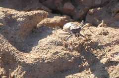 Cephalota circumdata