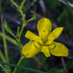 Moraea ramosissima