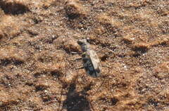 Cephalota circumdata