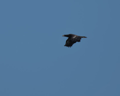 Haliaeetus pelagicus