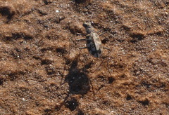 Cephalota circumdata