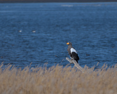Haliaeetus pelagicus