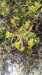 Pelargonium gibbosum