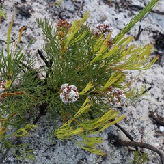 Serruria rubricaulis