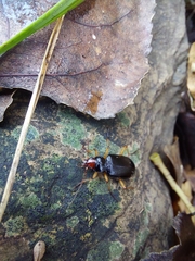 Nebria picicornis