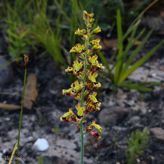 Tritoniopsis parviflora