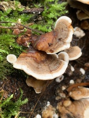 Trametes