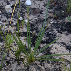 Tritoniopsis parviflora