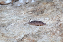 Porcellio echinatus