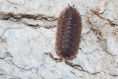Porcellio echinatus